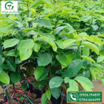Cây giống mãng cầu xiêm thái