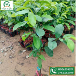 Mãng cầu xiêm thái