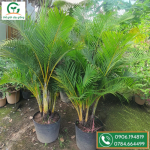 Cây giống câu nhật