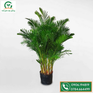 Cây giống Cau Nhật