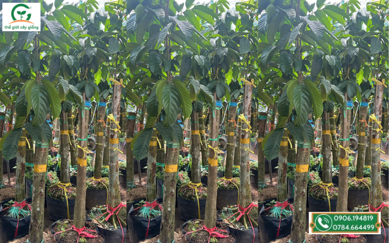 Cây giống bòn bon lớn