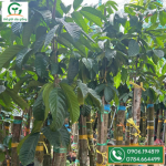 Cây giống bòn bon thái