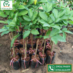 Cây giống chôm chôm tiến cường