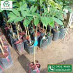 Cây bòn bon thái giống