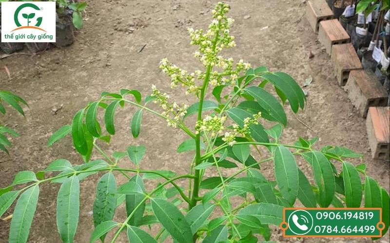 cây giống cóc thái