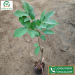 chôm chôm tiến cường