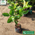 Cây giống ổi nữ hoàng