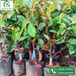 Cây giống vú sữa lò rèn