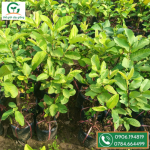 Cây giống ổi lê đài loan