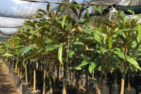 Cây giống sầu riêng thái