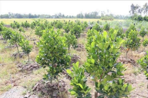 Kỹ thuật bón phân cho cây mít Thái siêu sớm