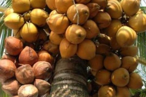 cây giống dừa xiêm đỏ