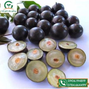 cây giống nho thân gỗ