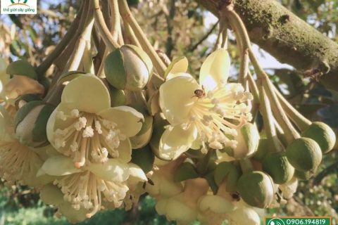 Sầu riêng Thái Monthong