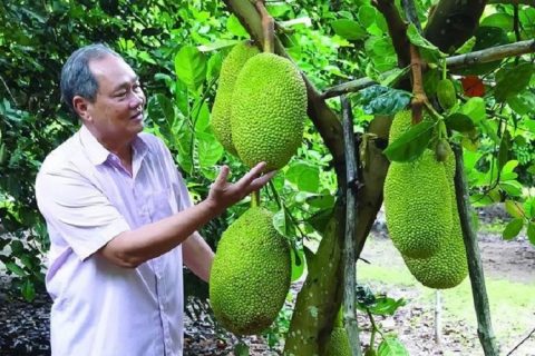 Kỹ thuật trồng mít Thái siêu sớm