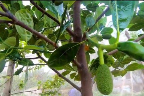 Kỹ thuật trồng mít Thái siêu sớm