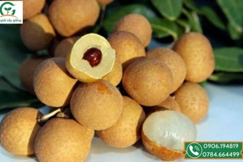 cây giống thanh nhãn chất lượng