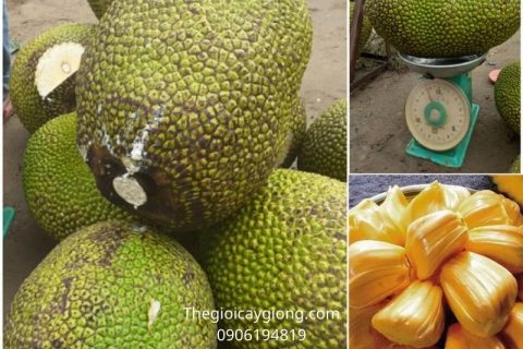 giá mít thái hôm nay 15/12