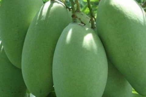 Cây giống xoài Đài Loan