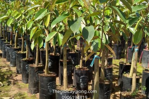 Cách trồng và chăm sóc cây sầu riêng Ri6
