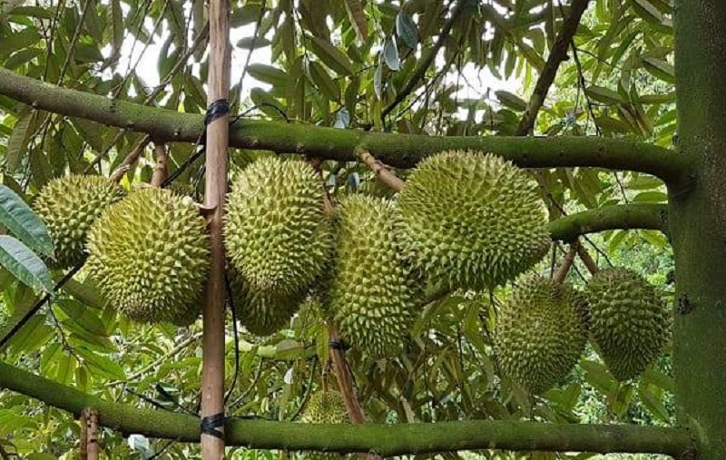 Mô hình trồng sầu riêng theo tiêu chuẩn VietGap mang lại hiệu quả kinh tế  cao  THỊ XA CAI LAY