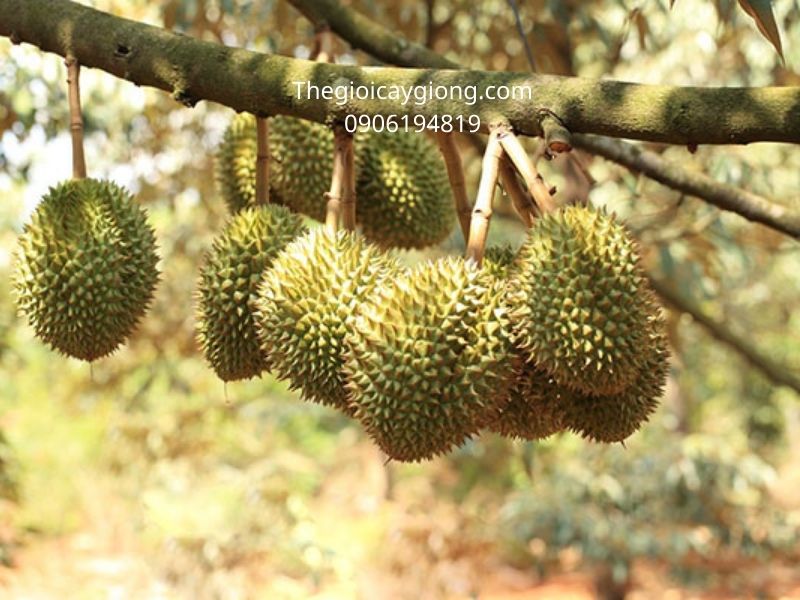Kỹ thuật trồng cây sầu riêng Thái Monthong