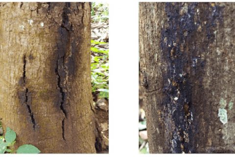 Trị bệnh chảy mủ trên cây mít