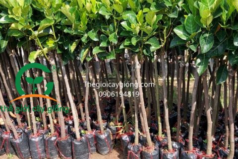 Giống Cây Mít Ruột Đỏ Mã Lai