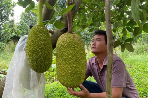 Hướng dẫn cách chăm sóc cây mít Thái mới trồng