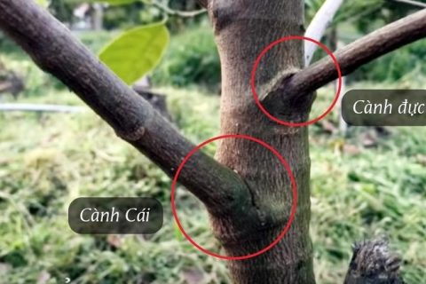 Xác định đúng nơi cần tỉa cành nào để có được năng suất lao động cao.