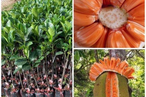 Tìm hiểu mức giá cây giống mít ruột đỏ là bao nhiêu