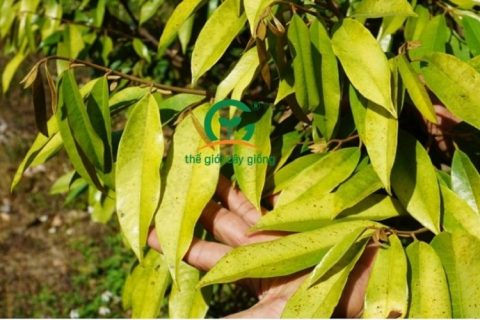 Có nhiều nguyên nhân khác nhau làm cây sầu riêng vàng và rụng lá