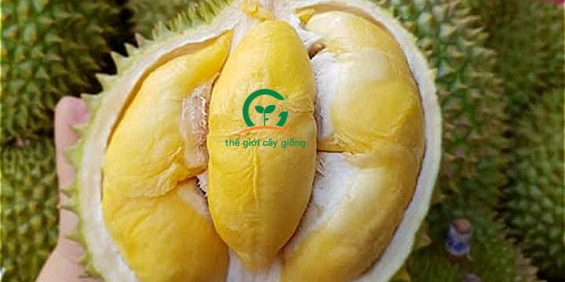 sầu riêng Musang King