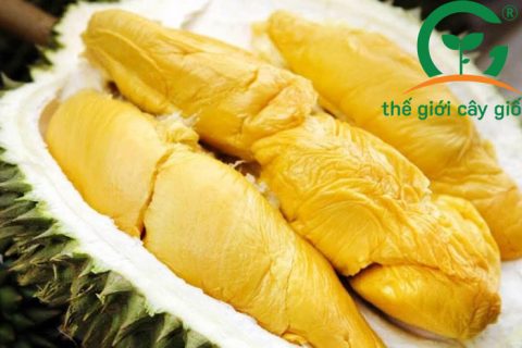 Sầu Ri6 có múi to và hạt lép