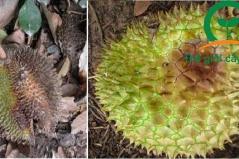 Bệnh thối trái ảnh hưởng đến năng suất và chất lượng quả sầu riêng