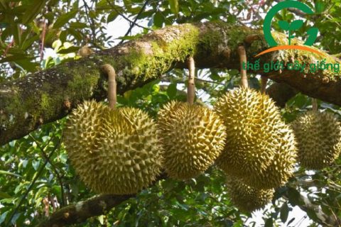 Cách bón phân cho cây sầu riêng Thái năng suất cao