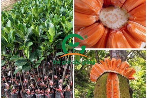 Cây mít ruột đỏ giúp nhiều bà con cải thiện đời sống kinh tế