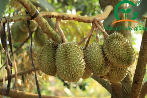 Chăm sóc sầu riêng Thái Monthong đúng chuẩn với năng suất cao