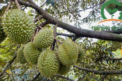 kỹ thuật phòng trị bệnh cây sầu riêng ri6