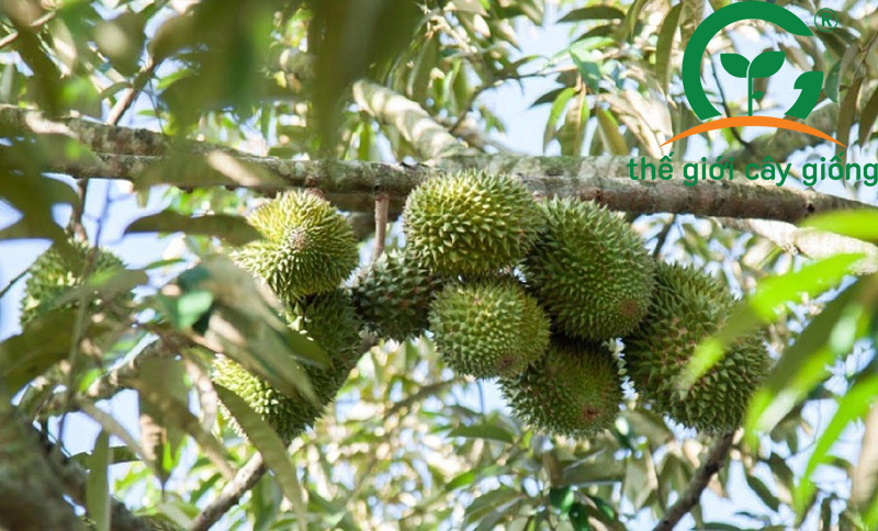 Hướng dẫn kỹ thuật trồng và chăm sóc cây sầu riêng Musang King hiệu quả