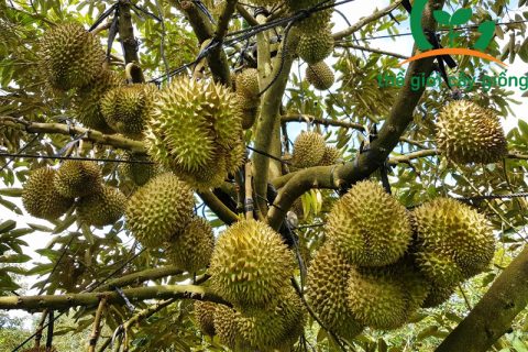 Kỹ thuật bón phân cho cây sầu riêng đạt năng suất cao