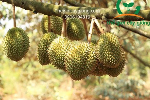 Kỹ thuật trồng sầu riêng Thái chất lượng như thế nào?