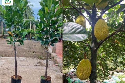 Trồng mít ruột đỏ trong chậu nên tuân thủ đúng kỹ thuật để có năng suất cao