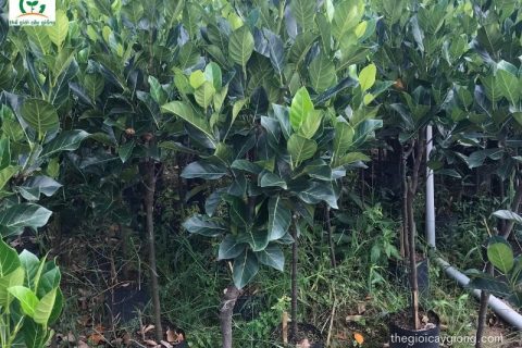 Mức giá cây giống mít ruột đỏ Malaysia là bao nhiêu?