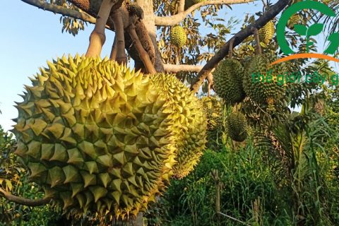 Mô hình trồng sầu riêng làm giàu hiện đang được phát triển tại nhiều tỉnh thành