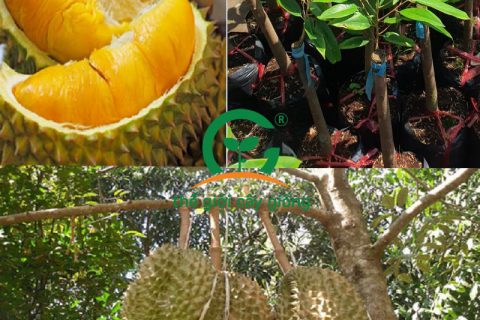 Sầu riêng Musang King có độ ngon đặc trưng, dễ trồng, lợi ích kinh tế cao