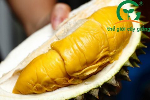 Sầu riêng Musang King có vị ngon hấp dẫn và khó cưỡng