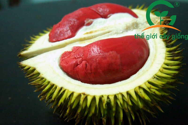 Sầu Sukang cũng thuộc loại Musang King 