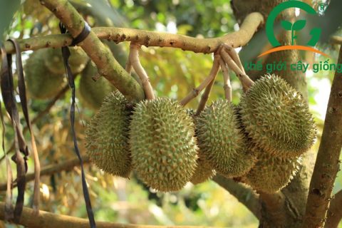 Sầu riêng Thái có thể trồng tại nhiều những vùng đất khác nhau