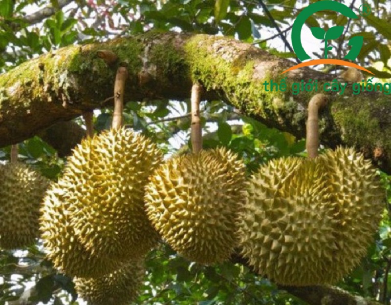 Sầu riêng Thái Monthong là loại cây được bà con chú trọng trồng trong những năm qua